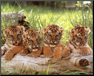 Four Cubs by Tippy Hedren Pricing Limited Edition Print image