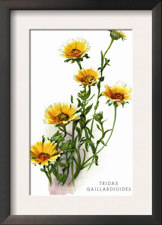 Tridax Gaillardioides by H.G. Moon Pricing Limited Edition Print image