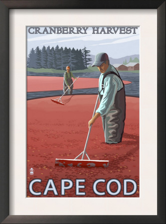 Cape Cod, Ma - Cranberry Bogs, C.2009 by Lantern Press Pricing Limited Edition Print image