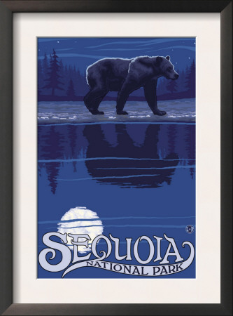 Sequoia Nat'l Park - Bear At Night - Lp Poster, C.2009 by Lantern Press Pricing Limited Edition Print image
