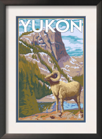 Yukon, Canada - Big Horn Sheep, C.2009 by Lantern Press Pricing Limited Edition Print image