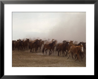 Horse Roundup by John Dominis Pricing Limited Edition Print image