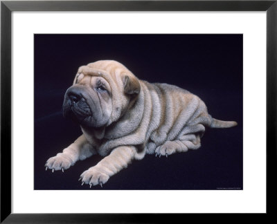 Shar-Pei Puppy by Jeffry Myers Pricing Limited Edition Print image