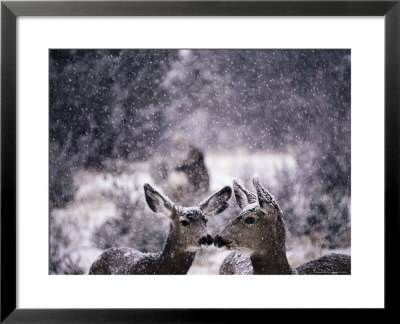 Mule Deer In Snow by Tim Haske Pricing Limited Edition Print image