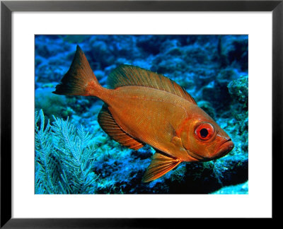 Tropical Bigeye Fish by Larry Lipsky Pricing Limited Edition Print image