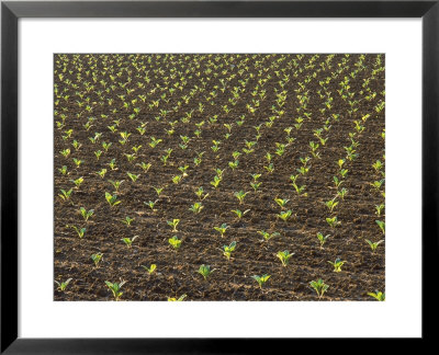 Field Of Tobacco Plants by Wallace Garrison Pricing Limited Edition Print image