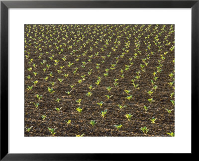Field Of Tobacco Plants by Wallace Garrison Pricing Limited Edition Print image