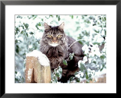 Portrait Of Cat On Fence In Snow by Chris Lowe Pricing Limited Edition Print image