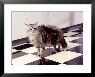 Cat Walking Across Black And White Tile Floor by Bill Melton Pricing Limited Edition Print image