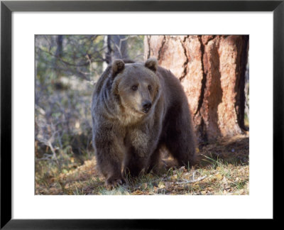 Grizzly Bear In Woods Of North America by Wiley & Wales Pricing Limited Edition Print image