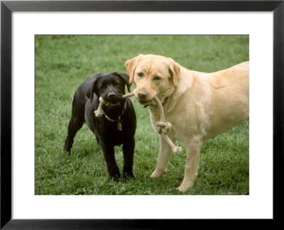Two Dogs With Rope In Mouth by Bruce Ando Pricing Limited Edition Print image