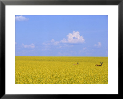 Deer In Canola Field, Grande Prairie, Alberta, Canada by Troy & Mary Parlee Pricing Limited Edition Print image