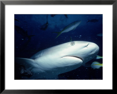Caribbean Reef Shark, Bahamas by Jeff Rotman Pricing Limited Edition Print image