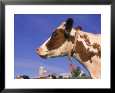 Profile Of Ayrshire Cow, Vt by Lynn M. Stone Pricing Limited Edition Print image