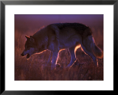 Wolf Walking Through Field At Sunset by Don Grall Pricing Limited Edition Print image