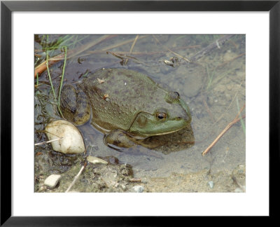 Bullfrog In Water by Tony Ruta Pricing Limited Edition Print image