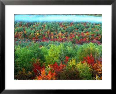Trees, Baxter State Park, Me by Peter Adams Pricing Limited Edition Print image