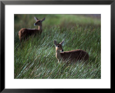 Bohor Reedbuck, Redunca Redunca, Tanzania by Robert Franz Pricing Limited Edition Print image