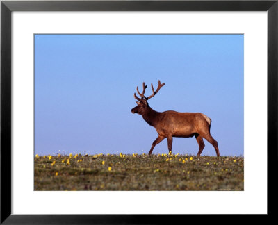 Bull Elk In Velvet, Cervus Canadensis, Co by Robert Franz Pricing Limited Edition Print image