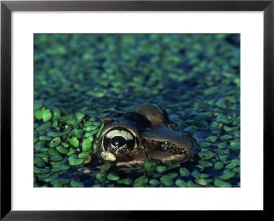 Frog In Duckweed by Kevin Leigh Pricing Limited Edition Print image