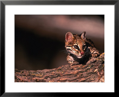 Ocelot, Endangered Species, Central America by Stuart Westmoreland Pricing Limited Edition Print image