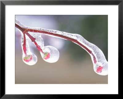 Ice Covered Leaves by David Davis Pricing Limited Edition Print image