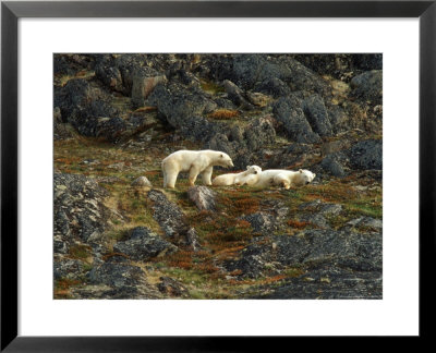 Polar Bear Mother & 2 Cubs, Canada by Yvette Cardozo Pricing Limited Edition Print image