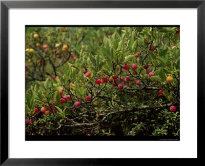 Plum Tree, Wellfleet Audubon Wildlife Sanctuary by Jeff Greenberg Pricing Limited Edition Print image
