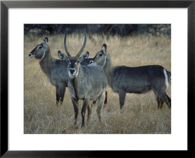 Waterbuck (Kobus Ellipsiprymnus) Mara Game Reserve by Ralph Reinhold Pricing Limited Edition Print image