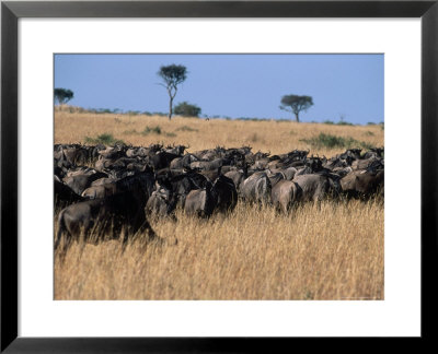 Blue Wildebeest (Connochaelas Taurus) Mara, Kenya by Ralph Reinhold Pricing Limited Edition Print image