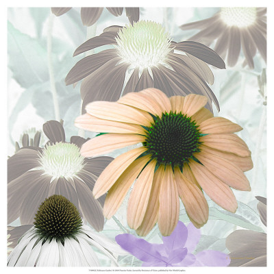 Echinacea Garden I by Francine Funke Pricing Limited Edition Print image
