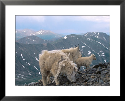 Mountain Goats, Western Wyoming by Bruce Clarke Pricing Limited Edition Print image