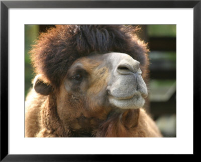 Camel's Face And Head by Jeff Randall Pricing Limited Edition Print image