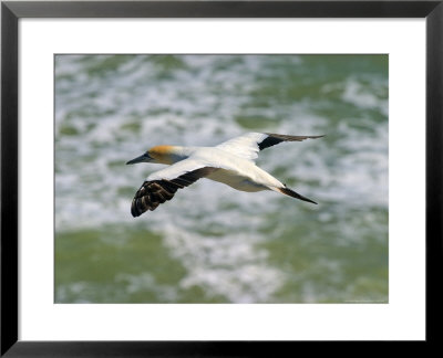 Gannets In Flight Over Tasman Sea, Muriwai by Tomas Del Amo Pricing Limited Edition Print image