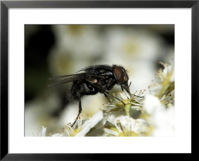 Flesh Fly, Sarcophaga Spp by Larry F. Jernigan Pricing Limited Edition Print image