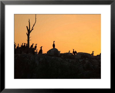 Birds, Lake Scenes by Keith Levit Pricing Limited Edition Print image
