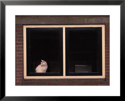 White Cat Sitting In A Window by Fogstock Llc Pricing Limited Edition Print image