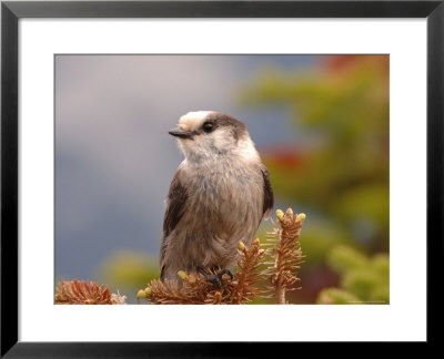 Bird Perched On Top Of Tree, Jasper National Park, Canada by Keith Levit Pricing Limited Edition Print image