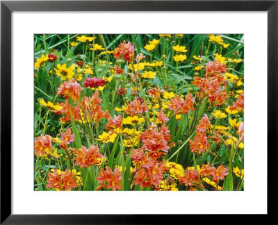 Summer Partners, Crocosmia Seven Sunrise & Coreopsis by Mark Bolton Pricing Limited Edition Print image