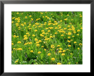 Weeds, Taraxacum Officinale (Dandelion), Yellow Flower Growing En Masse by Mark Bolton Pricing Limited Edition Print image