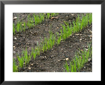 Rows Of Seedlings In Nursery Beds by Mark Bolton Pricing Limited Edition Print image
