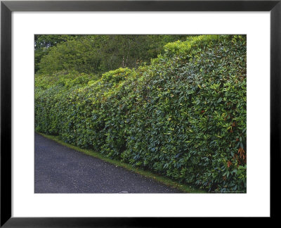 Hedge, Rhododendron In The Summer Without Flowers by Lynne Brotchie Pricing Limited Edition Print image