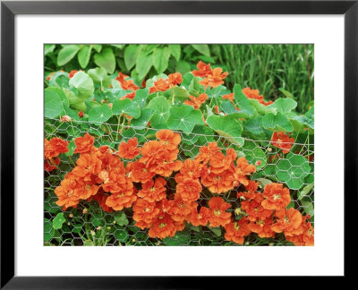 Tropaeolum Red Roulette Growing Through Fence by Linda Burgess Pricing Limited Edition Print image