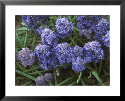 Muscari Armeniacum (Fantasy Creation) by Chris Burrows Pricing Limited Edition Print image