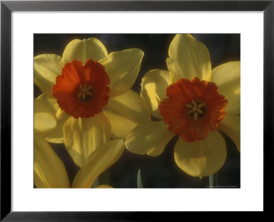 Narcissus Ambergate Div 2 Large-Cupped Two Flower Heads Side Lit View by Chris Burrows Pricing Limited Edition Print image