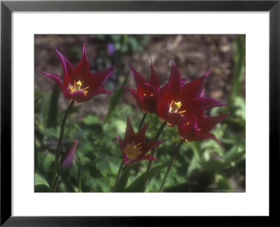 Tulipa Maytime, (Late Flowering, Lily Flowered Variety) Flowering In, Kent by Brian Carter Pricing Limited Edition Print image