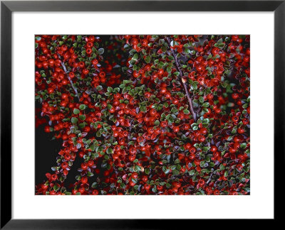 Cotoneaster Horizontalis Fruits, Red Berry Autumn by Kathy Collins Pricing Limited Edition Print image
