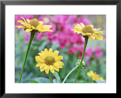 Helianthus Decapetalus Capenoch Star (Thin Leaved Sunflower), Yellow Flowers by Michael Davis Pricing Limited Edition Print image