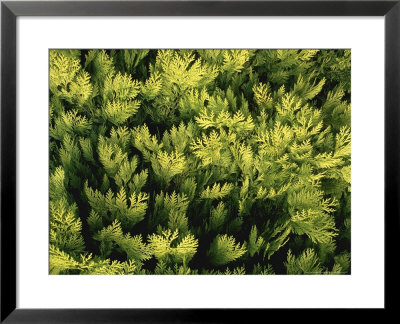 Chameacyparis Obtusa Crippsii Chamaecyparis File by Ron Evans Pricing Limited Edition Print image