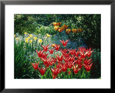 Tulipa Queen Of Prussia With Narcissus & Myosotis Ilmington Manor by Ron Evans Pricing Limited Edition Print image